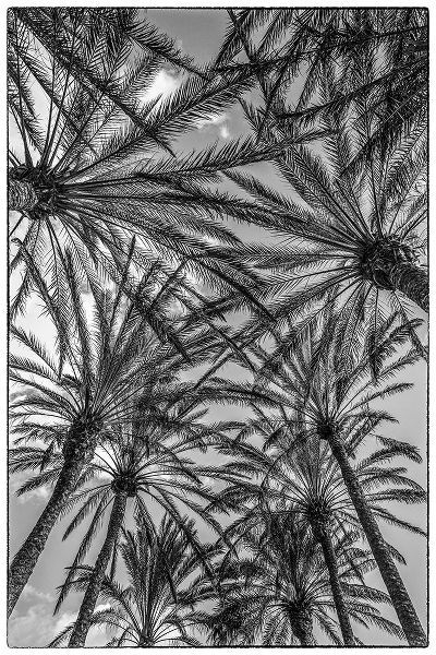 Spain-Canary Islands-Gran Canaria Island-Maspalomas-palm tree canopy